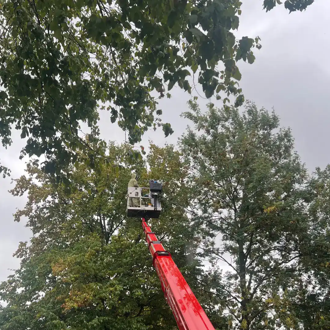Hoher Hubsteiger an Baumkrone – Sekundärnest der Asiatischen Hornisse