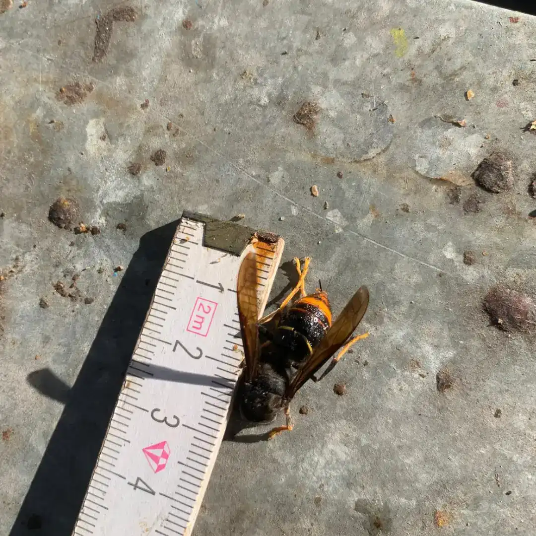 Tote Asiatische Hornisse mit gelben Beinspitzen – Fund vor Bienenstand im Kreis Wesel