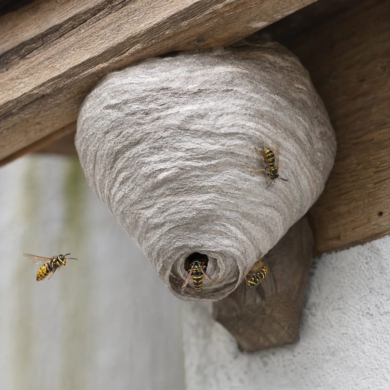 Wespennest der Deutschen Wespe (Vespula germanica) unter dem Dachvorsprung eines Gartenhauses in Hamminkeln – Wespenbekämpfung Hamminkeln