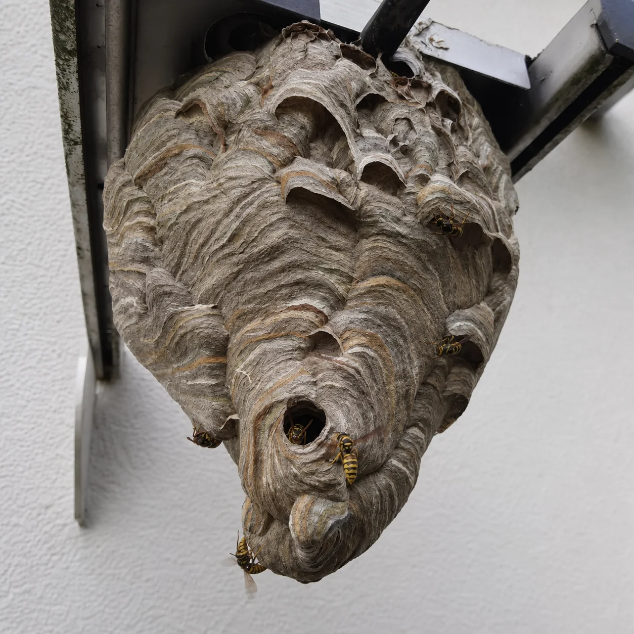 Wespennest der Deutschen Wespe (Vespula germanica) an der Unterseite einer Terrassenüberdachung in Rhede – Wespenbekämpfung Rhede