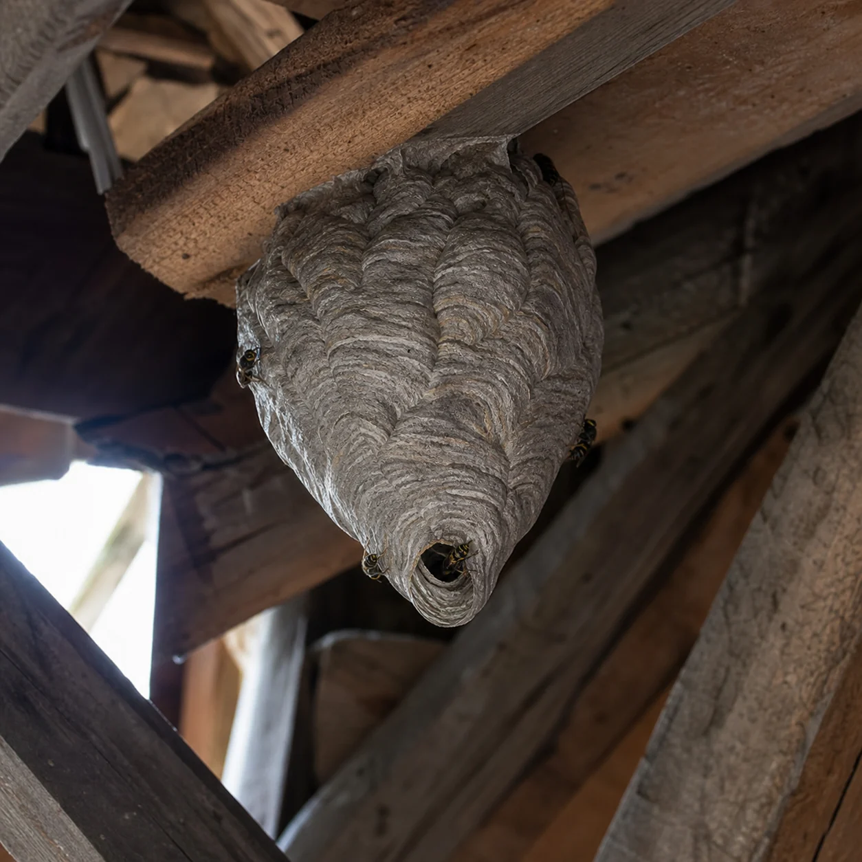Wespennest der Deutschen Wespe (Vespula germanica) im Dachstuhl unter dem Spitzboden in Wesel – Wespenbekämpfung Wesel