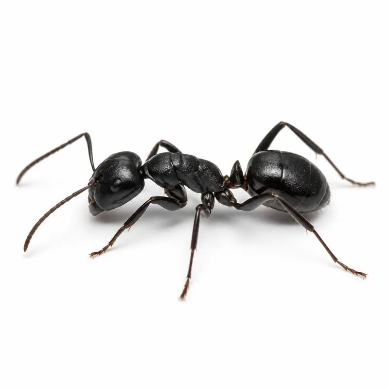 Schwarze Wegameise (Lasius niger), Nahaufnahme von der Seite