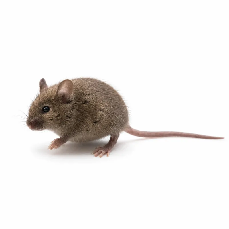 Hausmaus (Mus musculus), Nahaufnahme von der Seite
