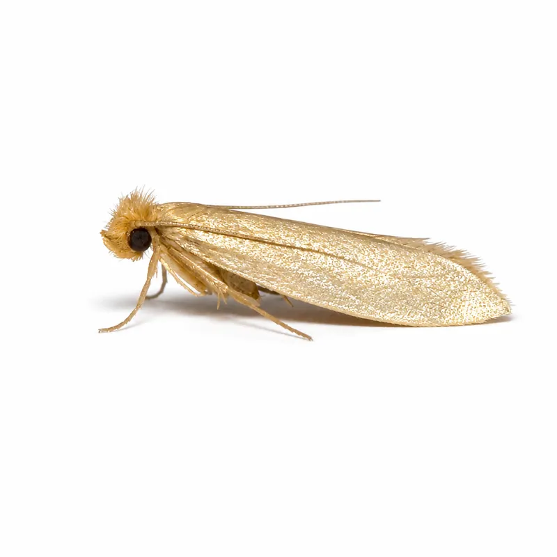 Kleidermotte (Tineola bisselliella), Nahaufnahme von der Seite