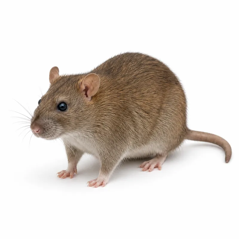 Wanderratte (Rattus norvegicus), Nahaufnahme von der Seite