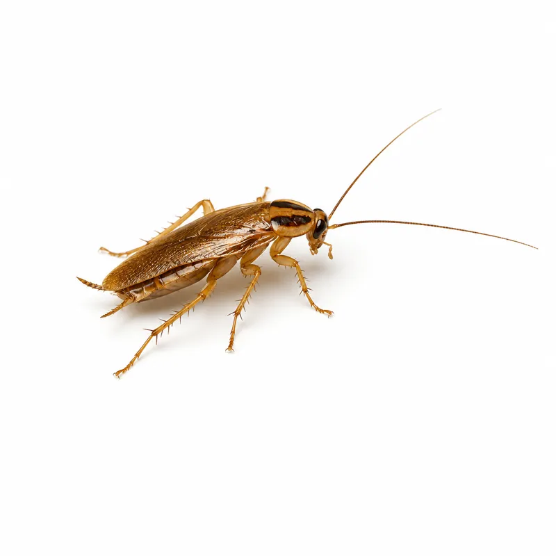 Deutsche Schabe (Blattella germanica), Nahaufnahme von der Seite