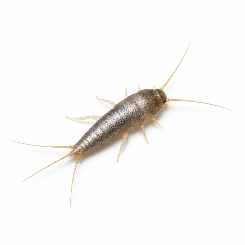 Silberfischchen (Lepisma saccharina), Nahaufnahme von der Seite