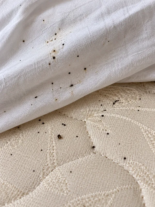 Schwarze Kotpunkte von Bettwanzen auf Laken und Matratze