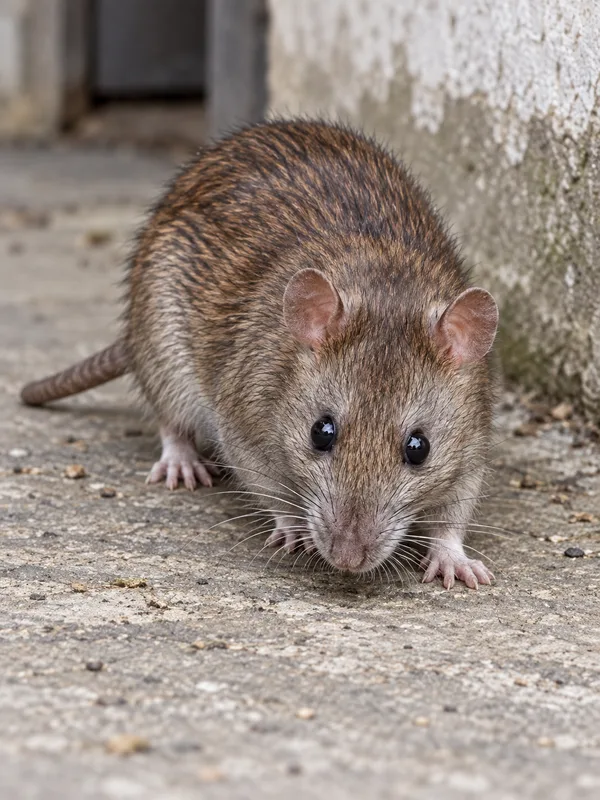 Wanderratte mit stumpfer Schnauze, typisch für Ratten im Garten
