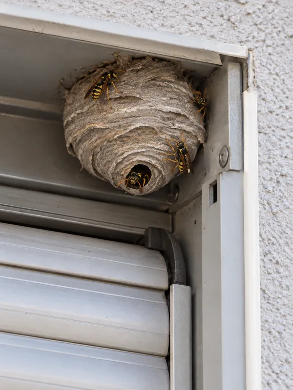 Graues Wespennest im geöffneten Rollladenkasten, das entfernt werden muss